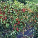 갈마농원 이미지