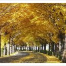 은행나무로 이미지