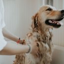 젤리펫살롱 이미지