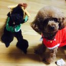 샤이니독 이미지