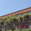 합도초교 | 당진 여행 합도초등학교 등나무 만개 SNS 핫플 가볼만한곳 추천