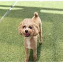 월드애견 이미지