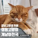 캠핑고양이 도곡점 | [서울양재] 강남고양이카페 여기도 저기도 개냥이들뿐 _ 캠핑고양이