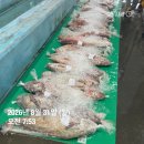 자연산 숫치민어한마리/꼴뚜기/진미채/젓갈들 합배송가능합니다 이미지