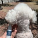 똑똑독 펫살롱 이미지