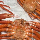 대박대게 | 포항 죽도시장 대게 대박수산물 홍게 택배 후기