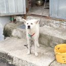 새참곰방 | 추석 미리보기 벌초도 하고 성묘도 다녀온 주