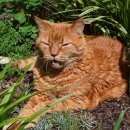 날으는고양이 이미지