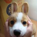 오늘도 귀엽개 이미지