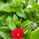 햇살다육꽃사랑 이미지