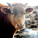 현재축산 이미지