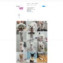 댕댕아띠 이미지