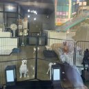 둥둥펫살롱 이미지