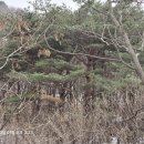 양구 심곡사 목조 아미타삼존불좌상 및 복장유물 이미지
