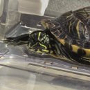 롯데쇼핑(주)롯데마트 대구율하점 이미지