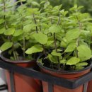 Body picnic 이미지