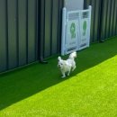 가평 댕댕이 애견 풀빌라 펜션 블루 | 가평 댕댕이 애견펜션 블루 / 애견 풀빌라 펜션 후기