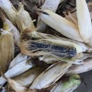 도촌 2농장 이미지