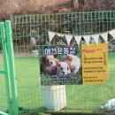 애견본가 네이버블로그