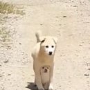 똥강아지 이미지