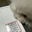 몽땅 | 누구나 좋아하는 겉바속촉 치즈몽땅 치즈볼 맥주안주추천 치즈몽땅치즈볼 후기