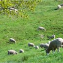 선인목장 이미지