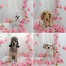 온양애견미용 이미지