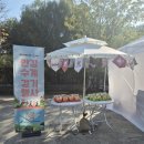 여의도에스에이치 | 2024 한강수계걷기 행사 여의도 샛강 코스 후기