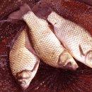 지동낚시터 이미지