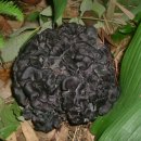 야생 식용버섯 이미지