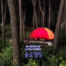 소나무캠핑 이미지
