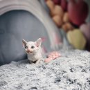 블루랙돌 이미지