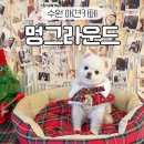 멍그라운드 | 수원 인계동 애견카페 멍그라운드 반려견 입장료 무료!