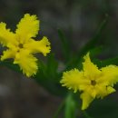 술퍼쿤 [술지치, Fringed puccoon] 이미지