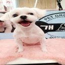 야옹아 멍멍해봐 평거점 이미지
