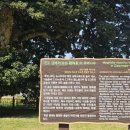 관매도 후박나무 이미지