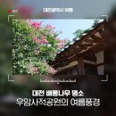 명정공부방 | 대전 배롱나무 명소 ‘우암사적공원’ 여름 풍경