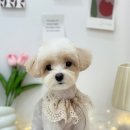 살롱드멍뭉 이미지