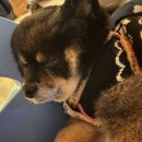 코코스퀘어 애견미용 이미지