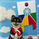 멍멍이 미용실 | 멍멍이미장원 반려견이 편안한 미용실, 형곡애견미용