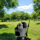 강아지정원 이미지