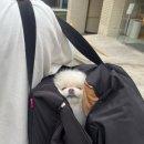 댕댕이펜션