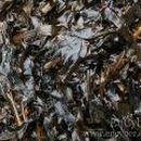 홍조바다 이미지