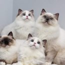 랙돌캐터리 아이돌스 전주고양이분양 이미지