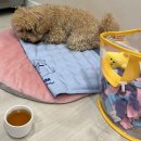 [천안/두정동 맛집] &#34;아이벗 치킨&#34; 두정점(배달 후기) / 강아지도 술 한잔