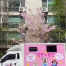 [멍즈니랜드] 부산 대형견 출장목욕&amp; 미용 잉글리쉬 불독출장목욕
