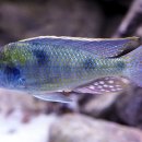 Tramitichromis intermedius Senga Bay_인터메디우스 이미지