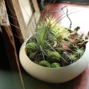 그린인테리어 홈가드닝 이미지