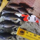 Re: 서귀포시 - 범섬. 새섬. 문섬. 섶섬. 지귀도(地歸島) 이미지