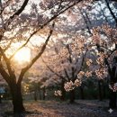 금호강변 자전거도로(금호강 우안에만 해당) | 2626 봄꽃 전국 벚꽃 명소 및 개화 시기 안내